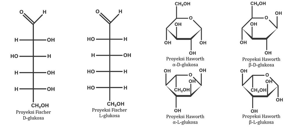 Rumus Struktur Karbohidrat Proyeksi Fischer dan Proyeksi Haworth