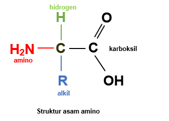 Struktur Asam Amino