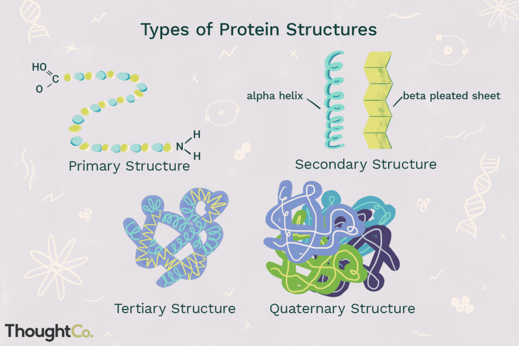 Tipe-Tipe Struktur Protein