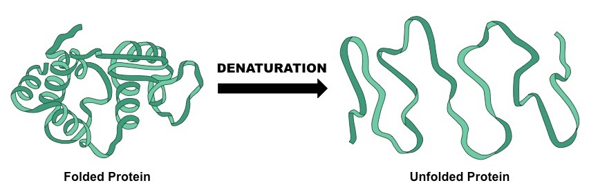 Proses Denaturasi Protein