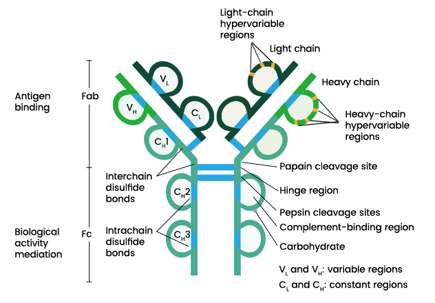 Struktur Antibodi dan Fungsinya