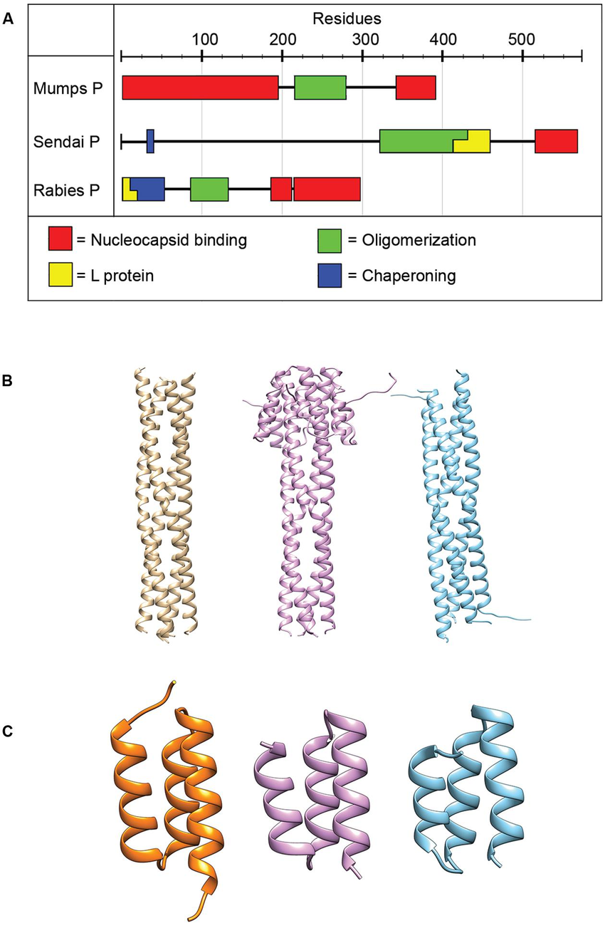 Struktur Fosfoprotein