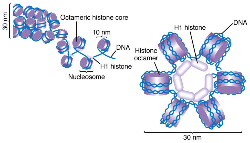 Struktur Histon