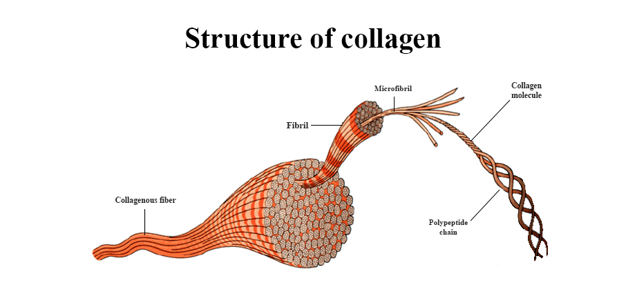 Struktur Kolagen
