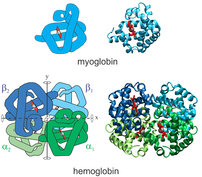Struktur Myoglobin dan Hemoglobin