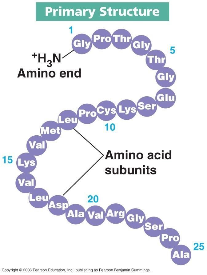 Struktur Protein Primer