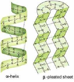 Struktur Protein Sekunder
