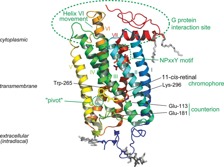Struktur Rodopsin