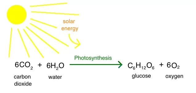Reaksi Kimia Fotosintesis