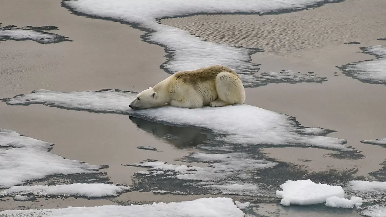 Semakin Sedikitnya Beruang Kutub Dikarenakan Es Mencair