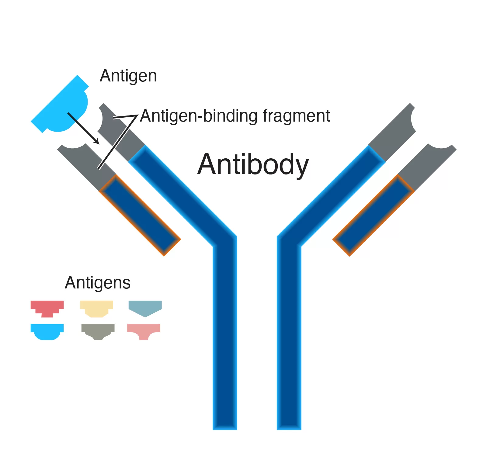 Antibodi
