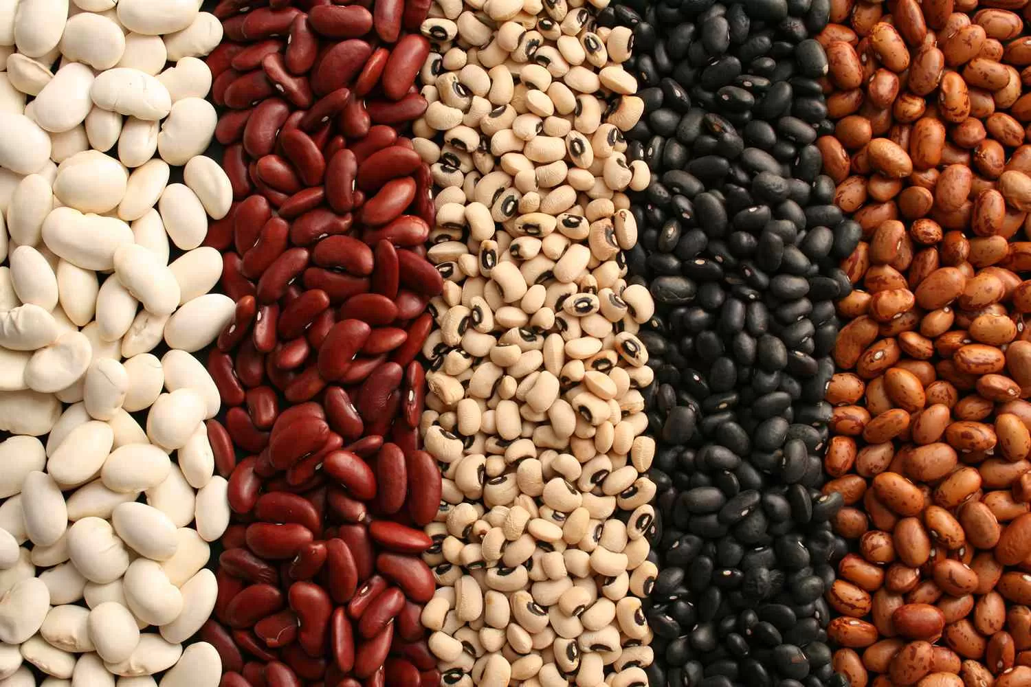 Berbagai Macam Jenis Kacang yang Mengandung Protein dan Karbohidrat