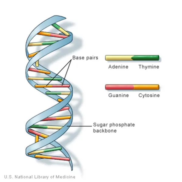Gambar Struktur DNA