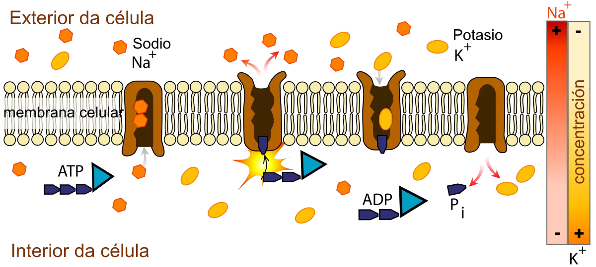 Protein Transport