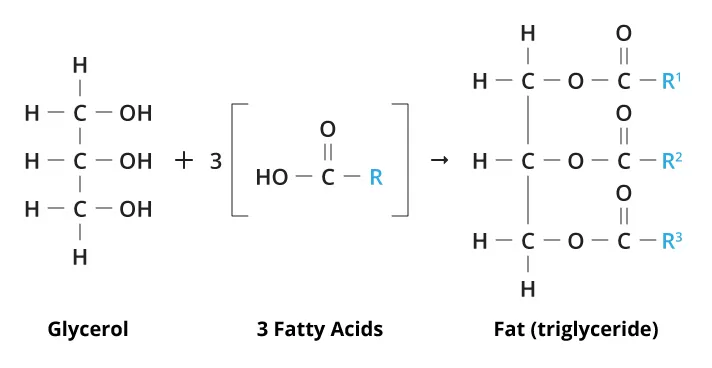 Struktur Kimia Lemak