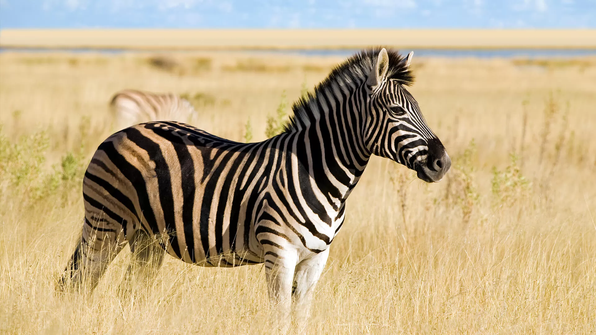 Zebra sebagai Konsumen Tingkat 1 dalam Aliran Energi